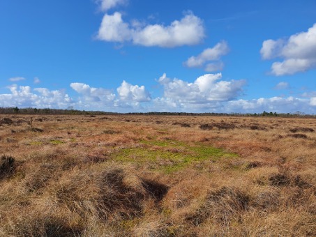 picture of a bog in central Ireland
