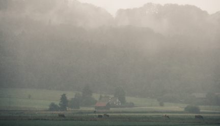 foggy field with cows in the background